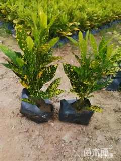 高度40厘米洒金珊瑚