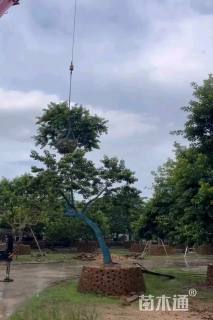 15公分红果冬青