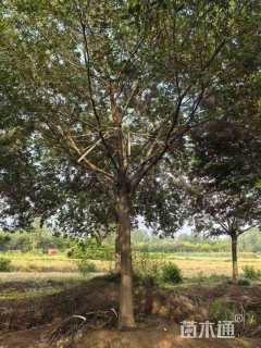 25公分朴树