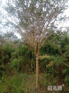 高度400厘米红花紫薇