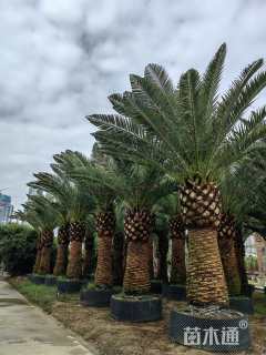 裸干高250厘米加拿利海枣