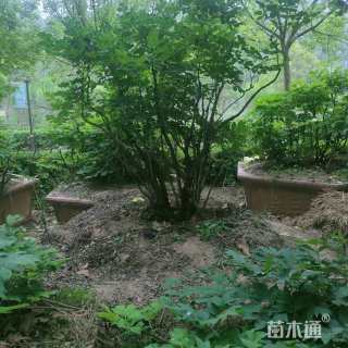 高度200厘米牡丹