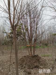 高度600厘米丛生三角枫