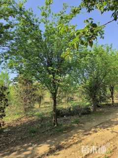 28公分木瓜海棠