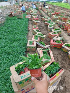 高度20厘米金鸡菊