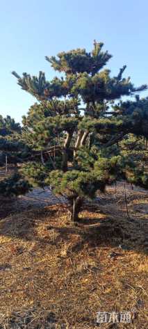 10公分造型五针松