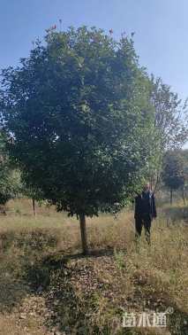 20公分高杆红叶石楠