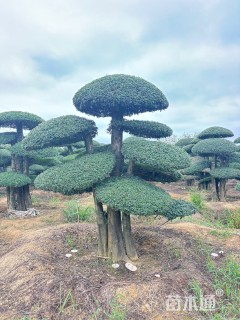 25公分造型对节白蜡