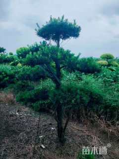 移栽苗造型罗汉松