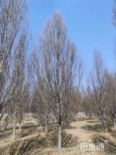 18公分欧洲鹅耳枥