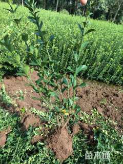 0.5公分大叶冬青