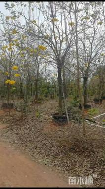 14公分黄花风铃木