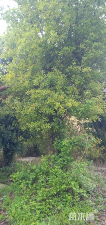 50公分椤木石楠