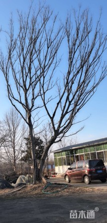 60公分朴树
