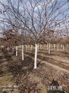 15公分染井吉野樱