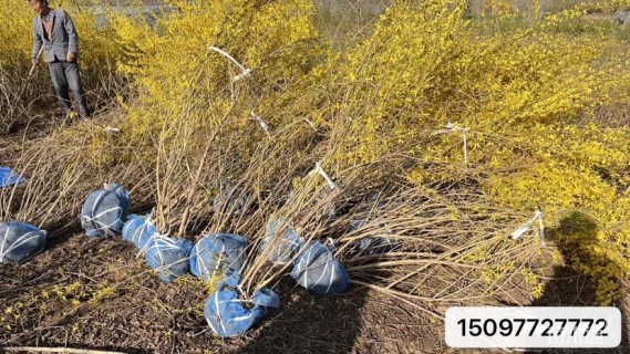 高度180厘米连翘