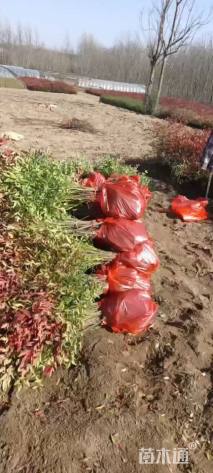 高度50厘米南天竹