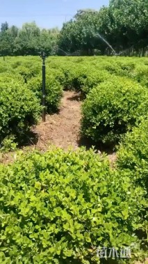 冠幅200厘米瓜子黄杨球