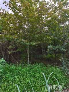 10公分北美枫香