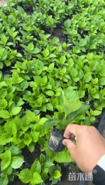 高度8厘米八仙花