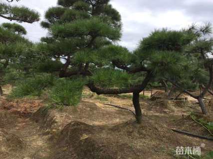 14公分造型黑松