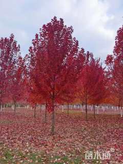 11公分美国红枫-红冠