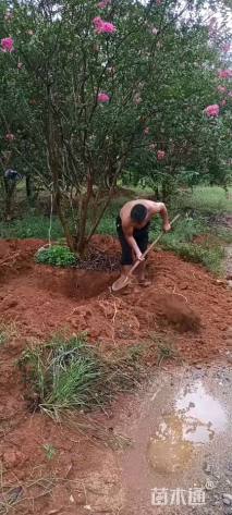 高度450厘米丛生紫薇