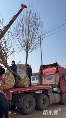 15公分二乔玉兰