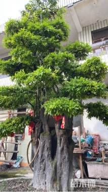 高度500厘米金弹子