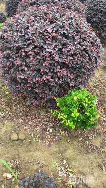 冠幅80厘米红花继木球