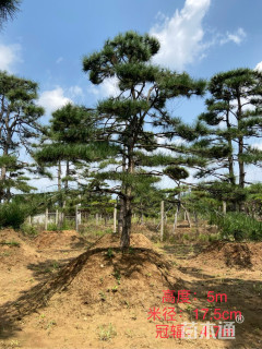 17.5公分造型油松