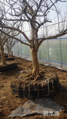 25公分造型石榴树