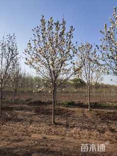 16公分二乔玉兰