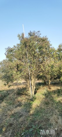 60公分丛生女贞