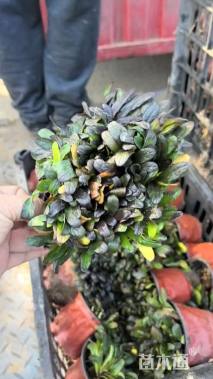 高度30厘米风铃草