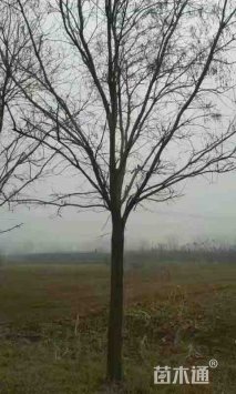 25公分朴树