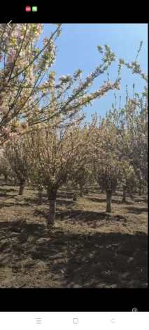 18公分西府海棠