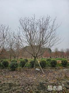 13公分红粉佳人