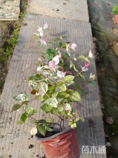 55厘米花叶络石