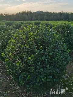 冠幅180厘米大叶黄杨球