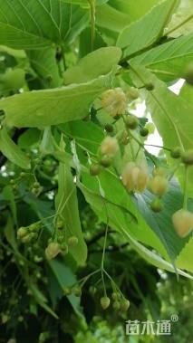 10公分欧洲小叶椴