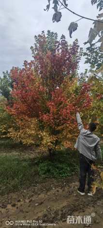高度700厘米丛生美国红枫