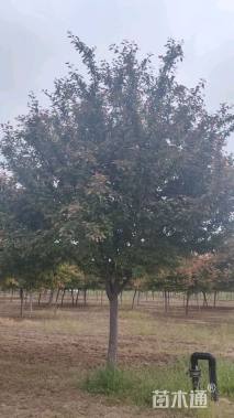 14公分北美海棠