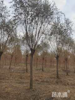 15公分金丝垂柳