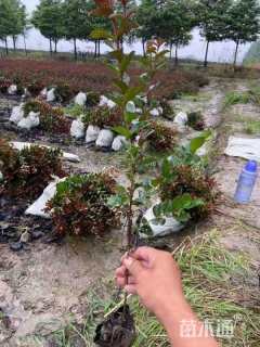 高度30厘米美国紫薇