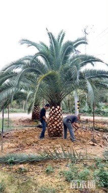 裸干高40厘米加拿利海枣