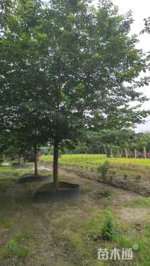 30公分高杆染井吉野樱