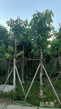 14公分小叶榄仁