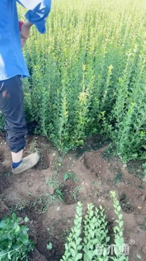 高度60厘米胶东卫矛