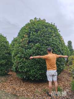 高度400厘米丛生桂花